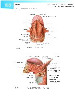 Sobotta Atlas of Human Anatomy  Head,Neck,Upper Limb Volume1 2006, page 115